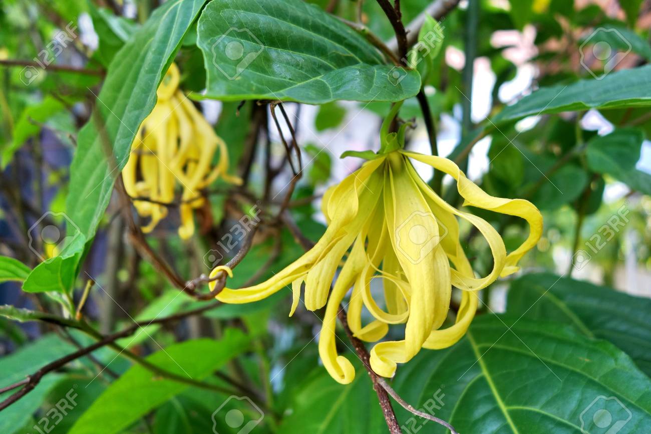 Fragrances for Candle Making