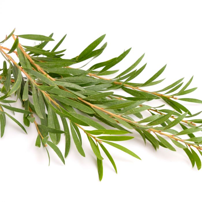 Fragrances for Candle Making