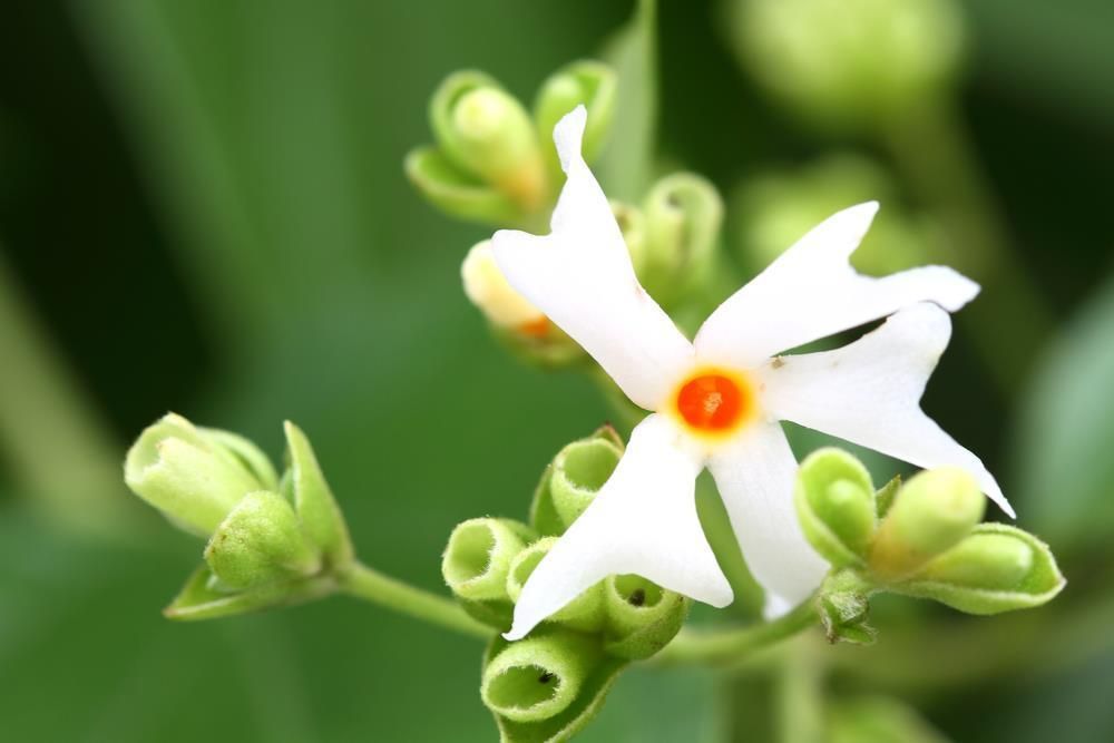 Fragrances for Candle Making